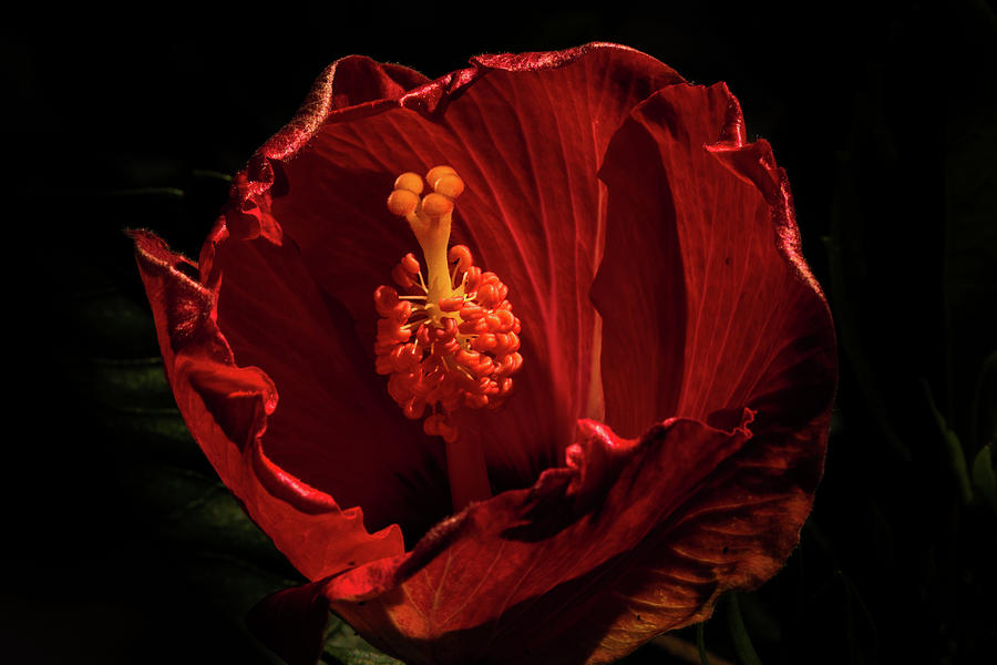 Hibiscus 2 Photograph by Jay Stockhaus