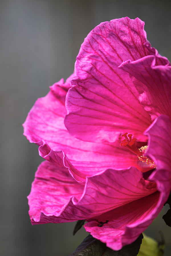 Hibiscus 2017-1 Photograph by Thomas Young