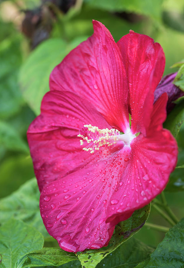 Hibiscus 2017-5 Photograph by Thomas Young