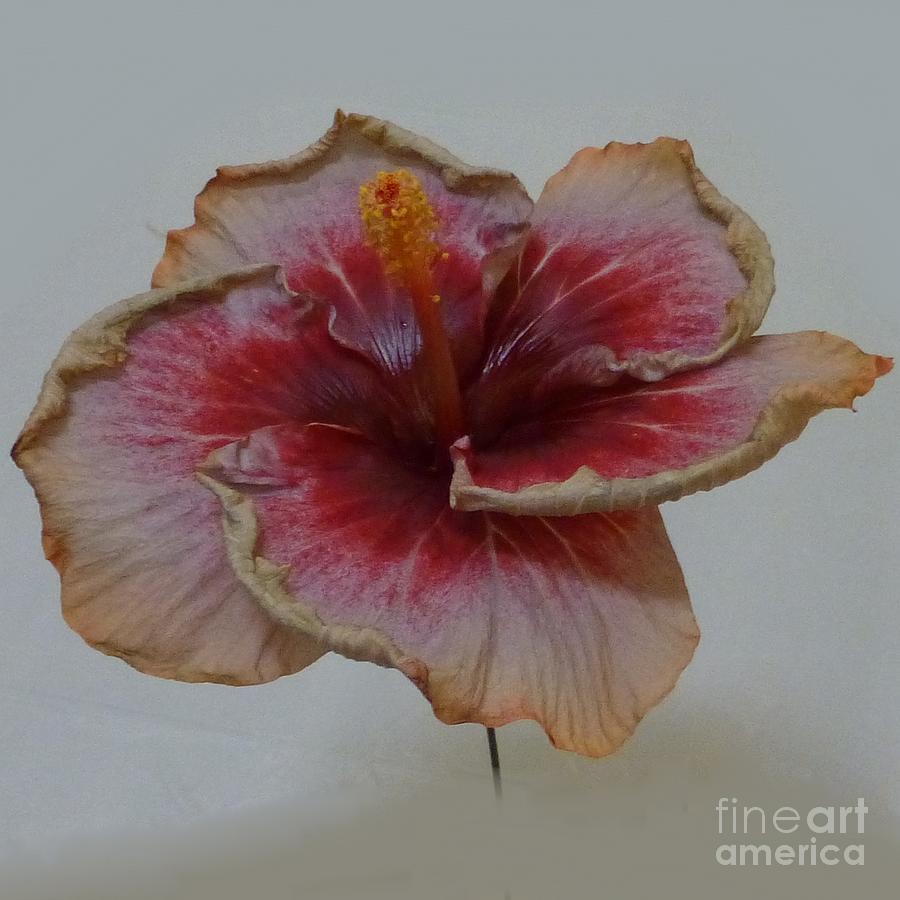 Hibiscus 3 Photograph by Barbie Corbett-Newmin