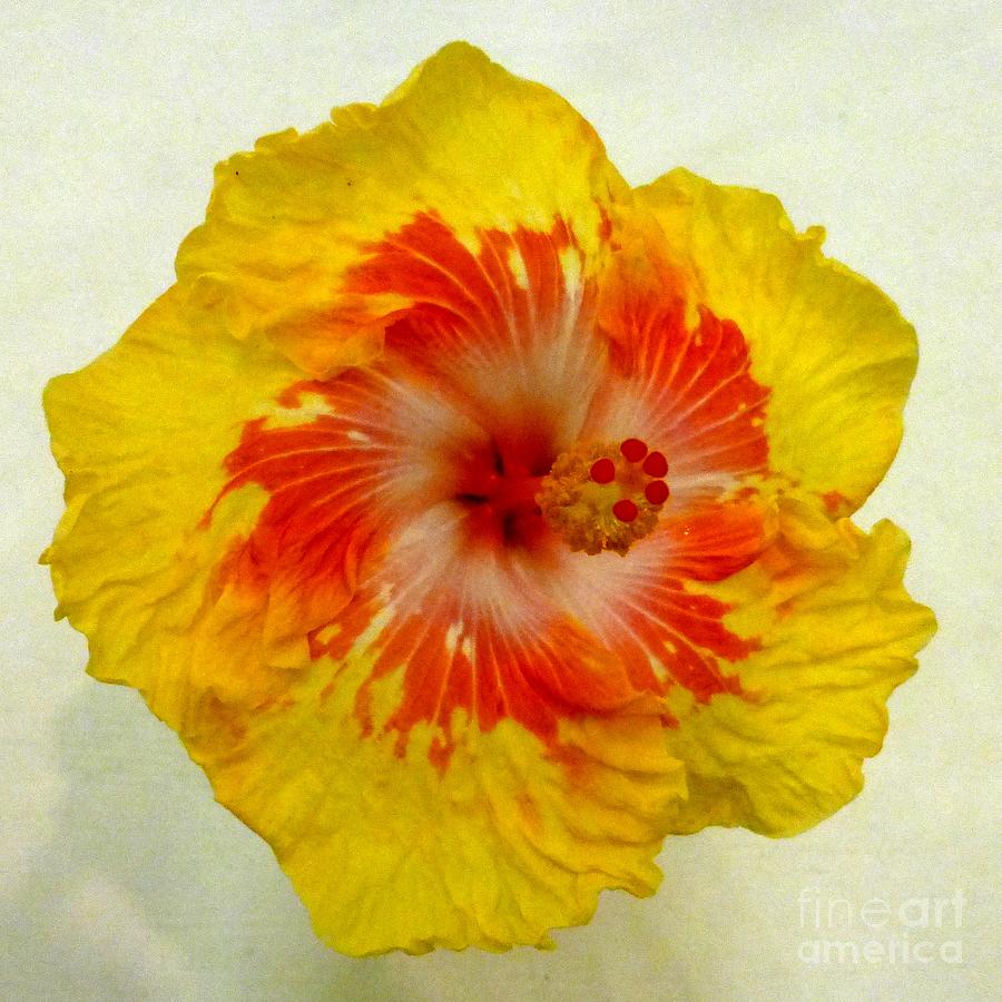 Hibiscus 6 Photograph