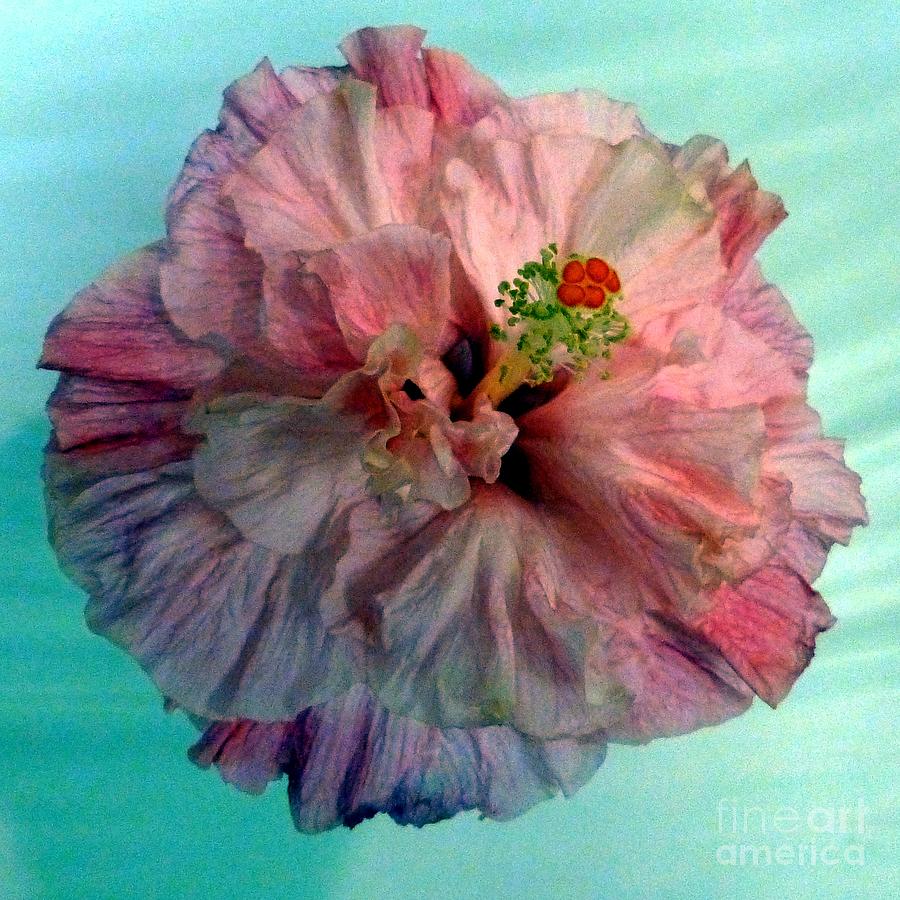 Hibiscus 8 Photograph by Barbie Corbett-Newmin