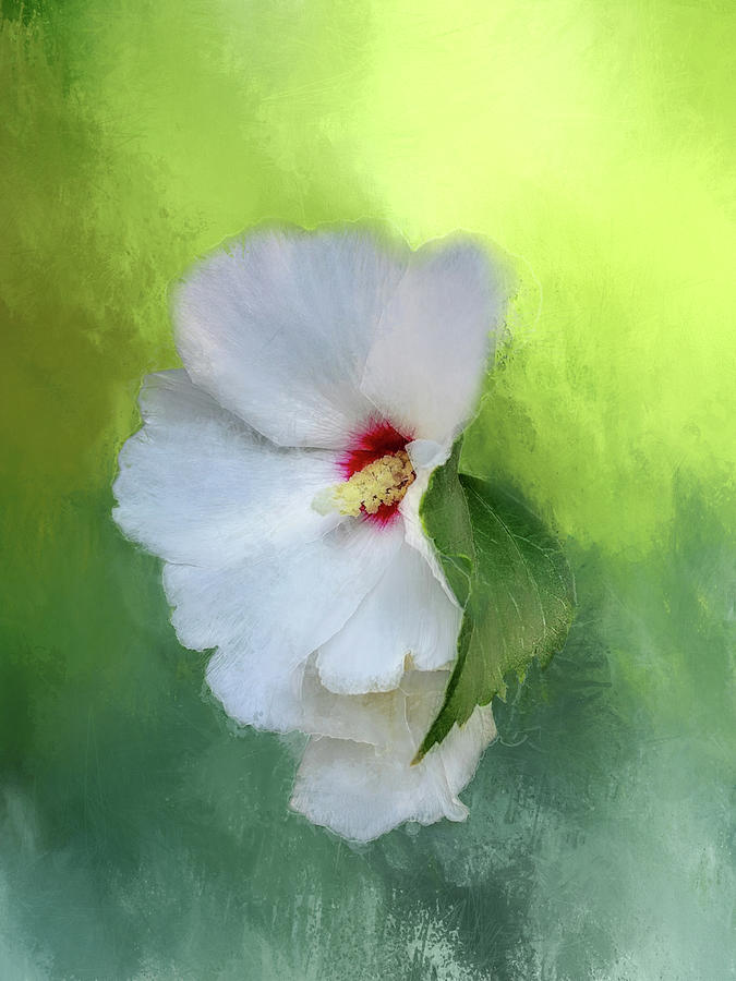 Hibiscus Abstraction Digital Art by Terry Davis