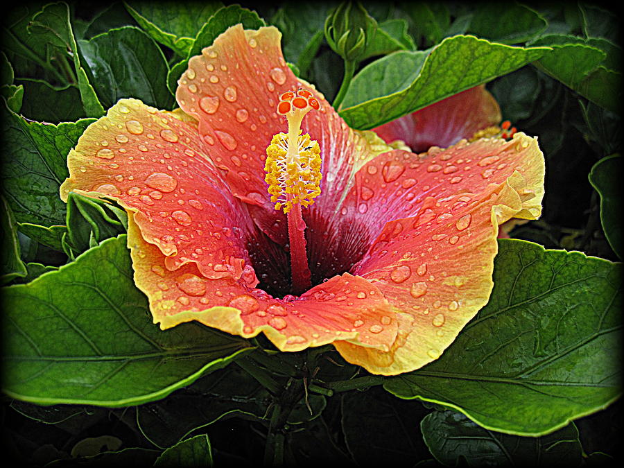 Flower Photograph - Hibiscus after Rain 3 by Bonita Brandt