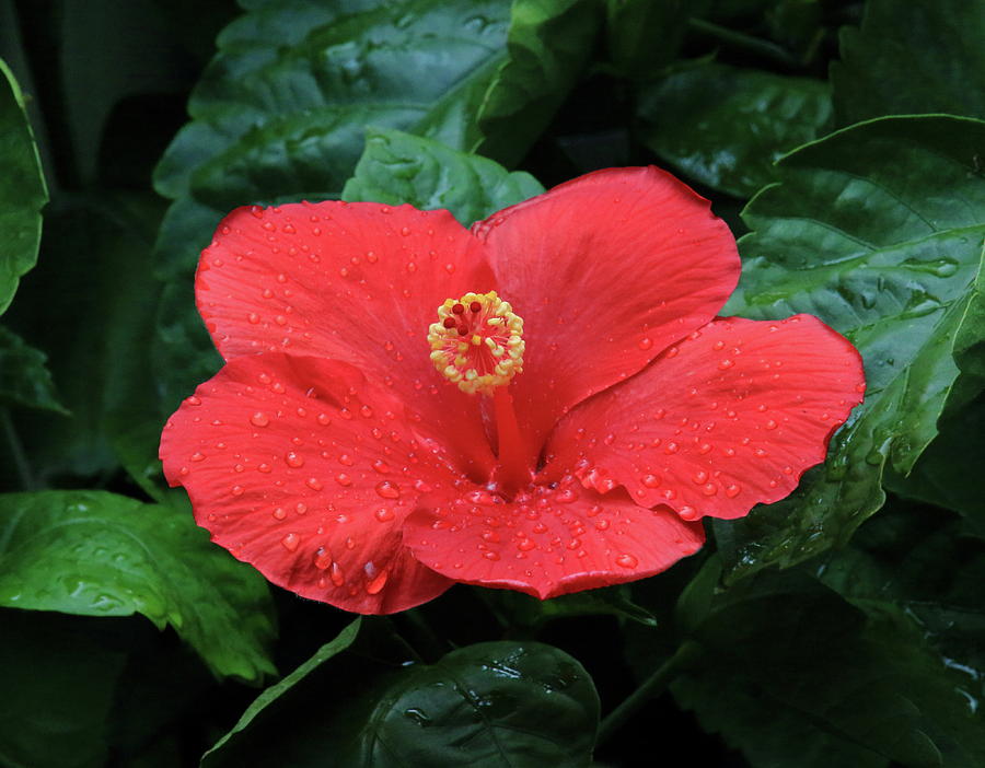Hibiscus After Rain Photograph by PJQandFriends Photography