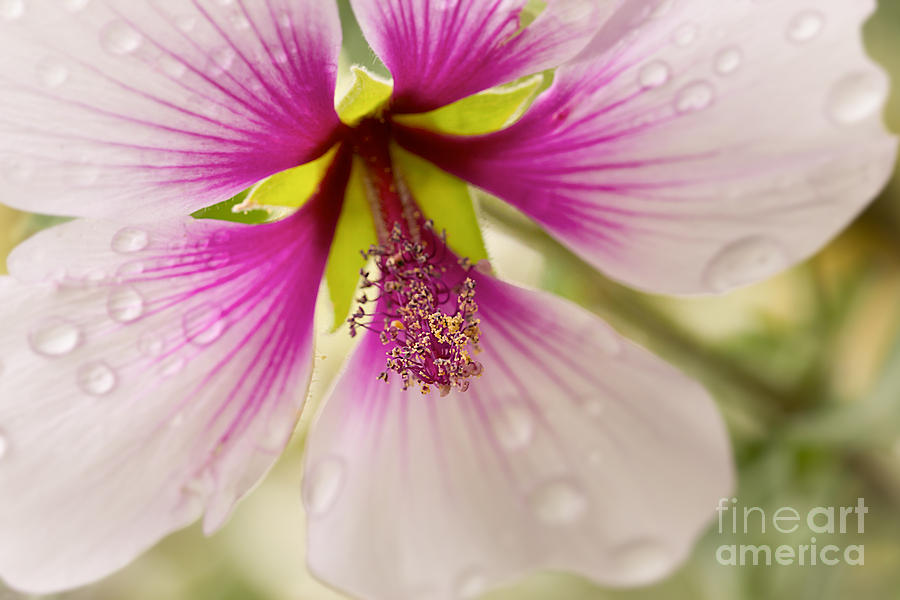 Spring Photograph - Hibiscus After the Rain by Ana V Ramirez