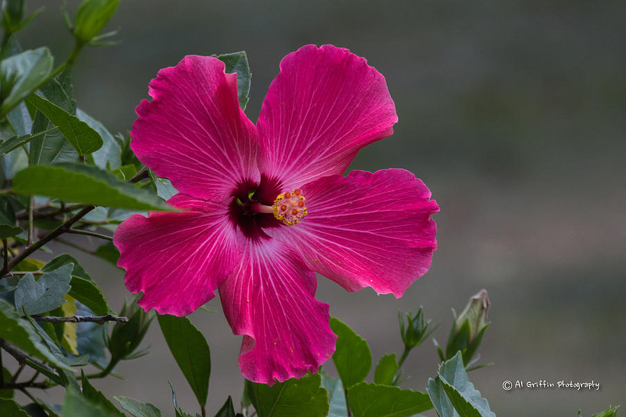 Hibiscus Photograph by Al Griffin