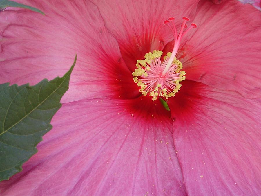 Hibiscus Photograph by Anjel B Hartwell