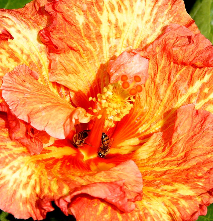 Hibiscus and Bees Photograph by Anthony Jones
