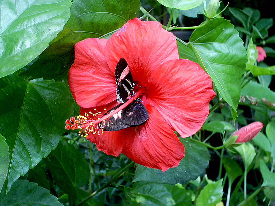 Hibiscus and butterfly diners Photograph by Susan Baker