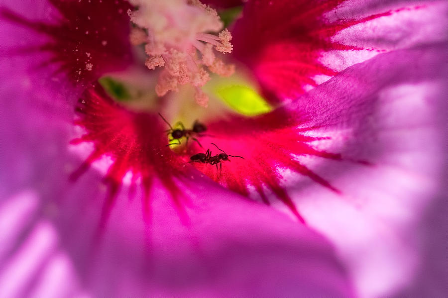 Hibiscus Ants Photograph by Nadia Sanowar