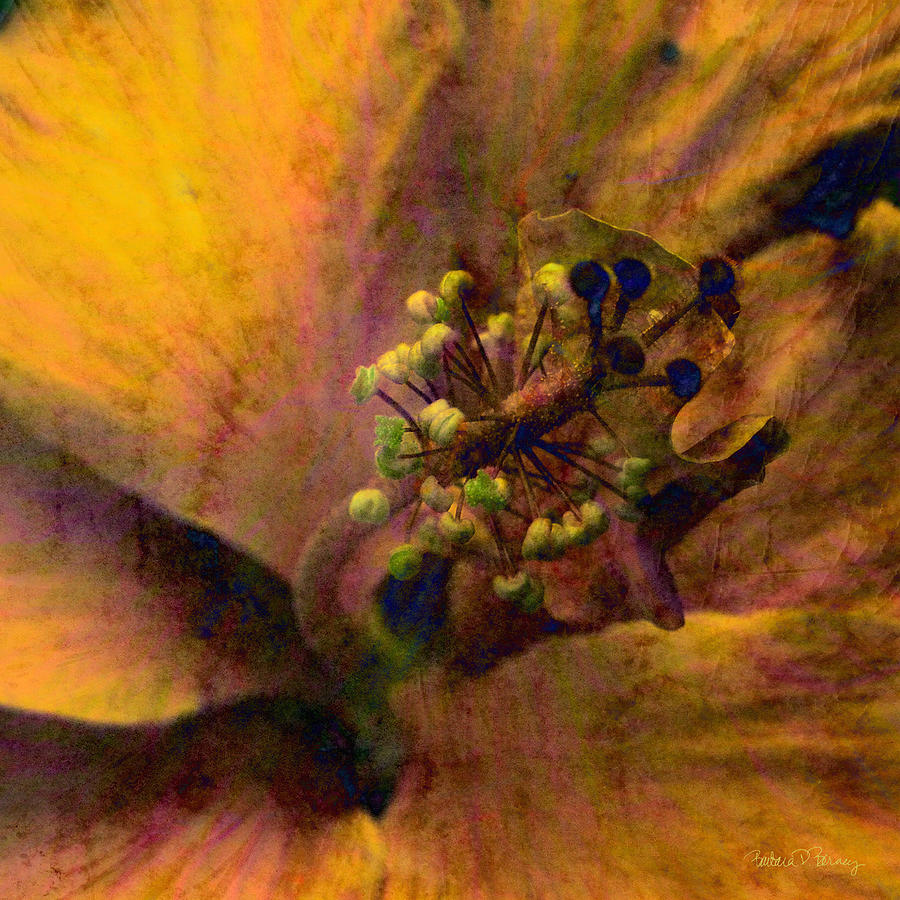 Hibiscus Digital Art by Barbara Berney