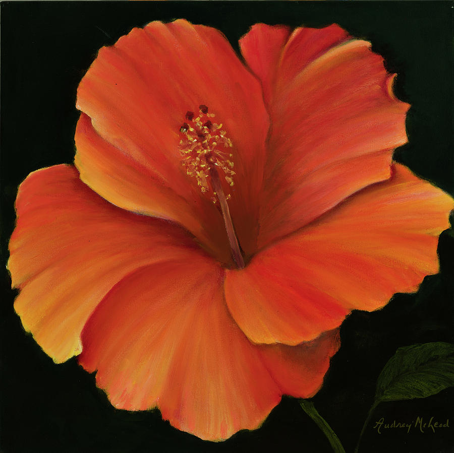 Hibiscus Beauty Painting by Audrey McLeod