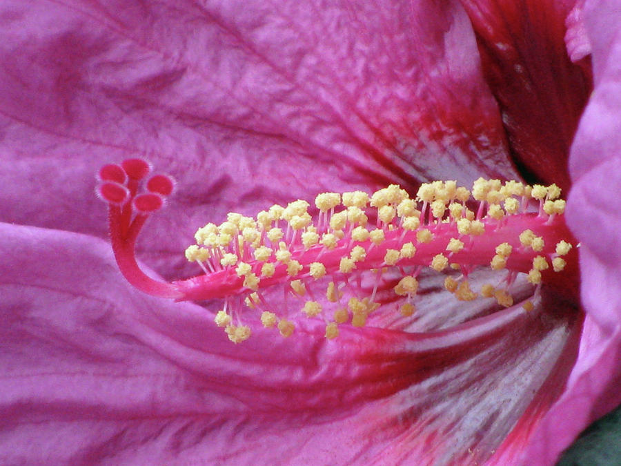 Hibiscus - Berry Awesome 02 Photograph by Pamela Critchlow