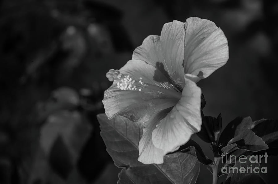 Hibiscus Black And White Photograph by Michelle Meenawong