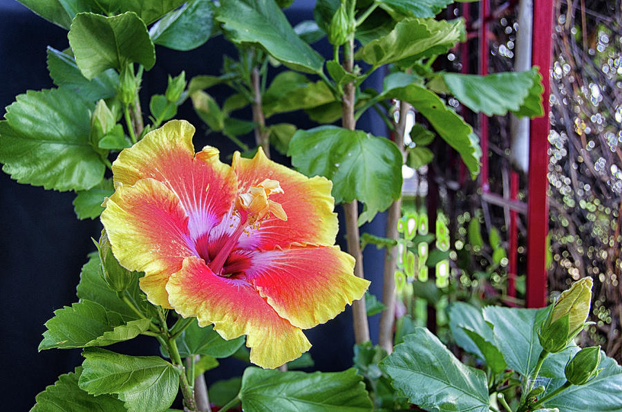 Hibiscus bloom by the red trellis Photograph by Debra Baldwin
