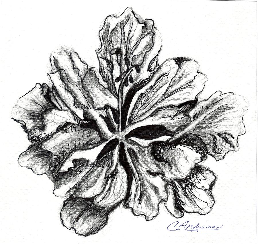 Hibiscus Bloom Drawing