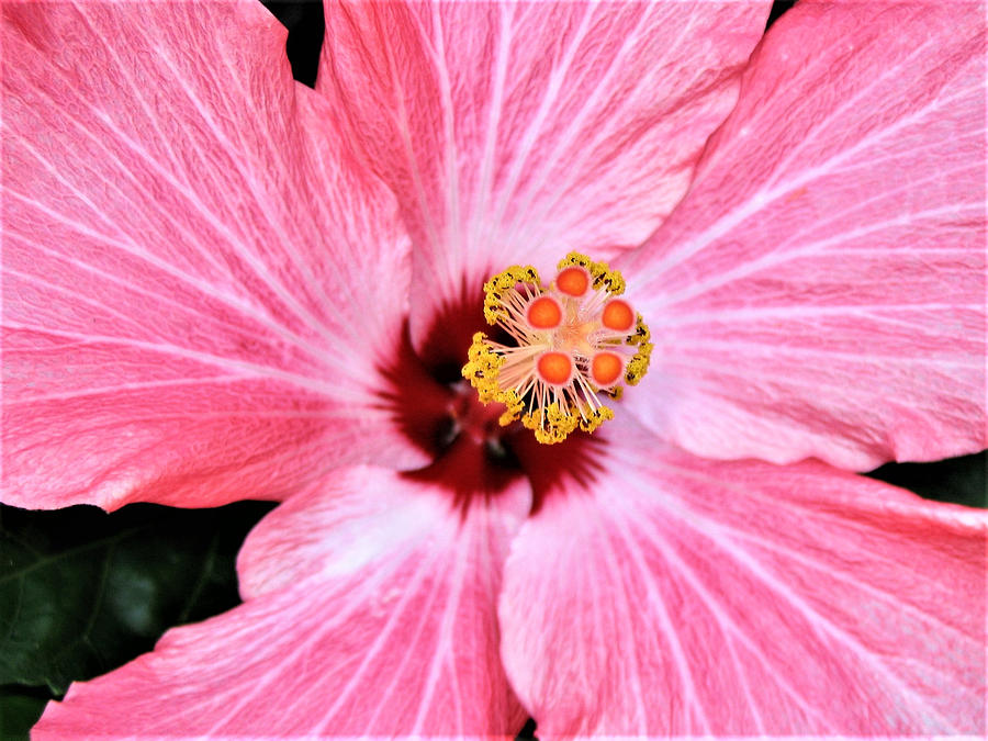 Hibiscus Bloom Photograph by Tracy Gough Fine Art America