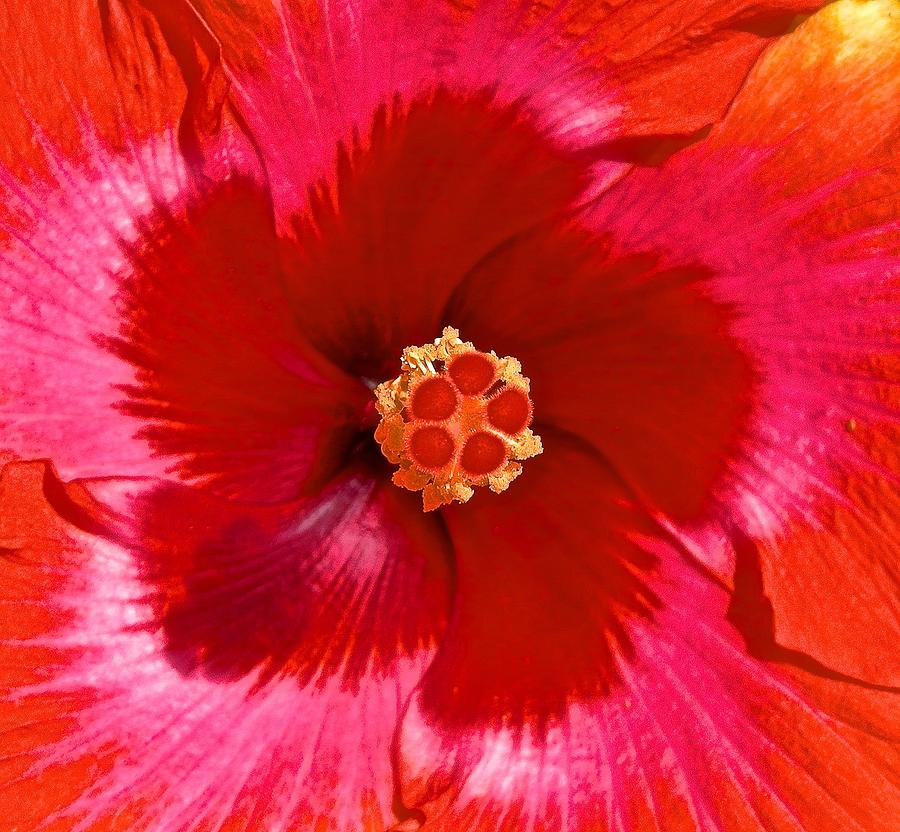 Hibiscus Bloom Photograph by Joe Wyman Fine Art America
