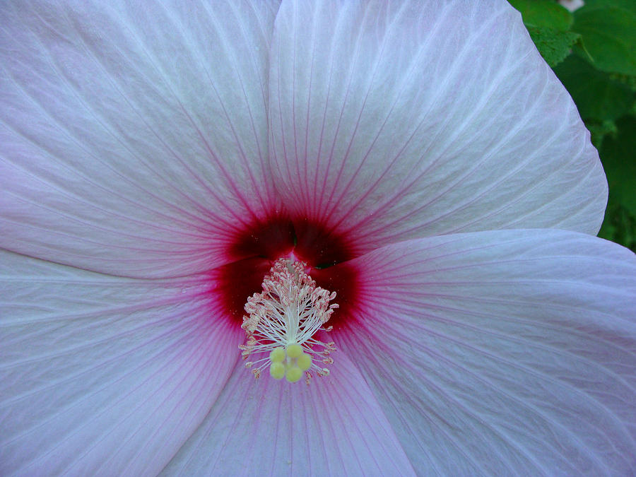 Hibiscus Bloom Photograph by Martin Morehead Fine Art America