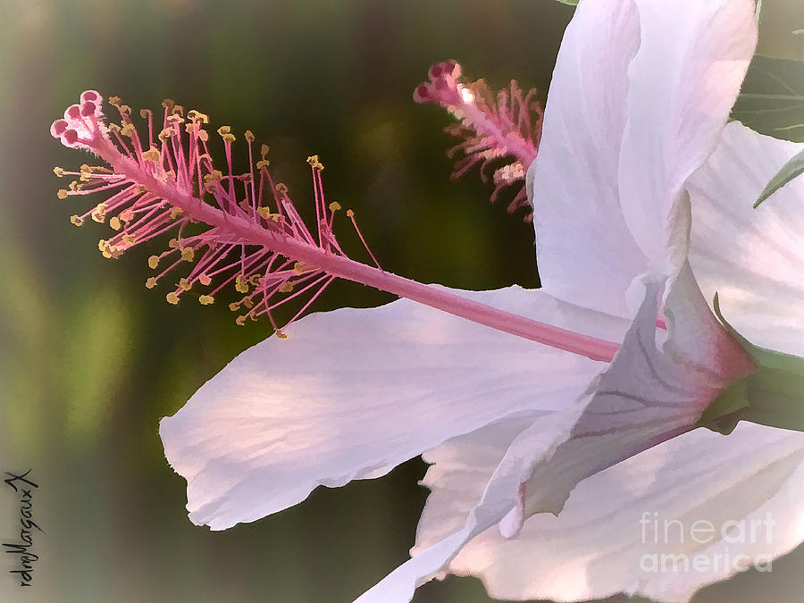 Hibiscus Bloom Pastel Photograph by Margaux Dreamaginations