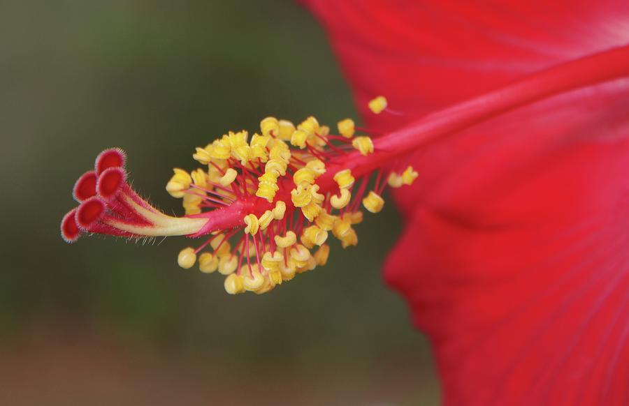 Flower Photograph - Hibiscus Bloom by Richard Rizzo