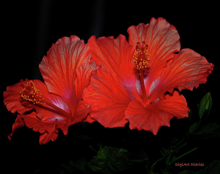Hibiscus Blooms Aglow Digital Art by DigiArt Diaries by Vicky B Fuller