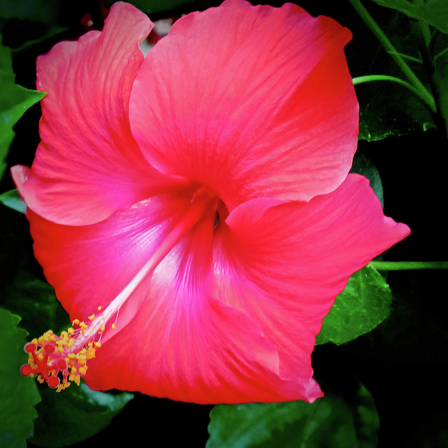 Hibiscus Blossom Photograph by Tony Grider