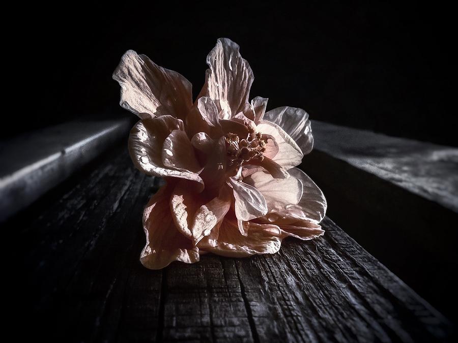 Hibiscus  Photograph by Brenda Wilcox aka Wildeyed n Wicked