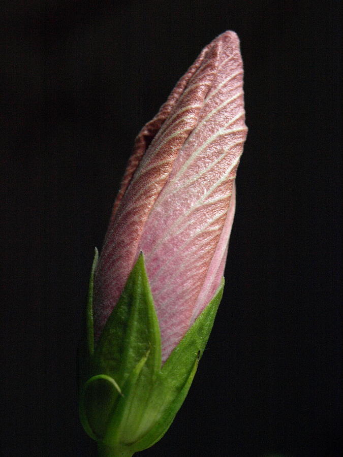 Hibiscus Bud - 1 Photograph by Jeffrey Peterson