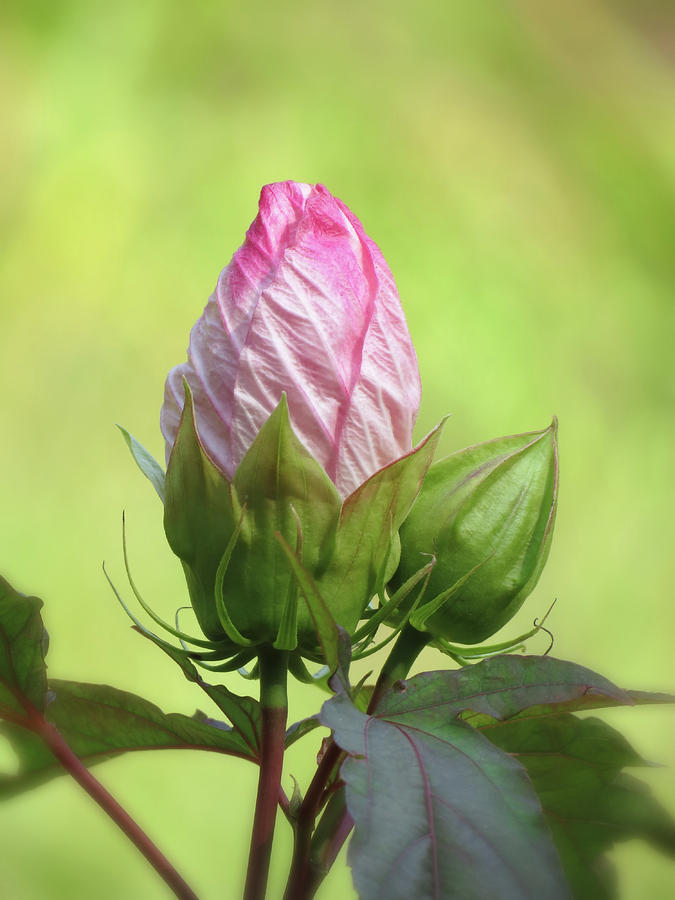 Hibiscus Bud Beauty Photograph by MTBobbins Photography
