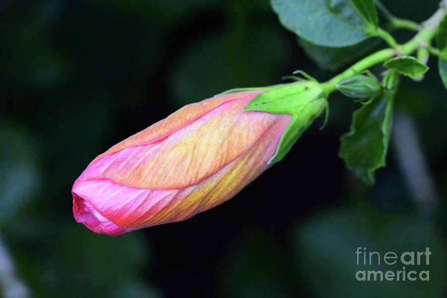 Flower Photograph - Hibiscus Bud by Cindy Manero