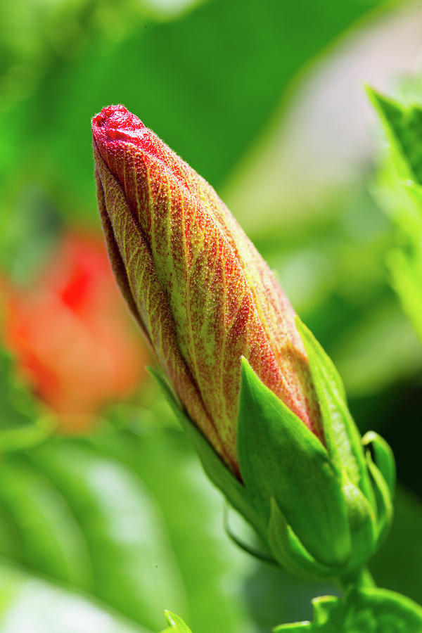 Hibiscus Bud Photograph by SR Green