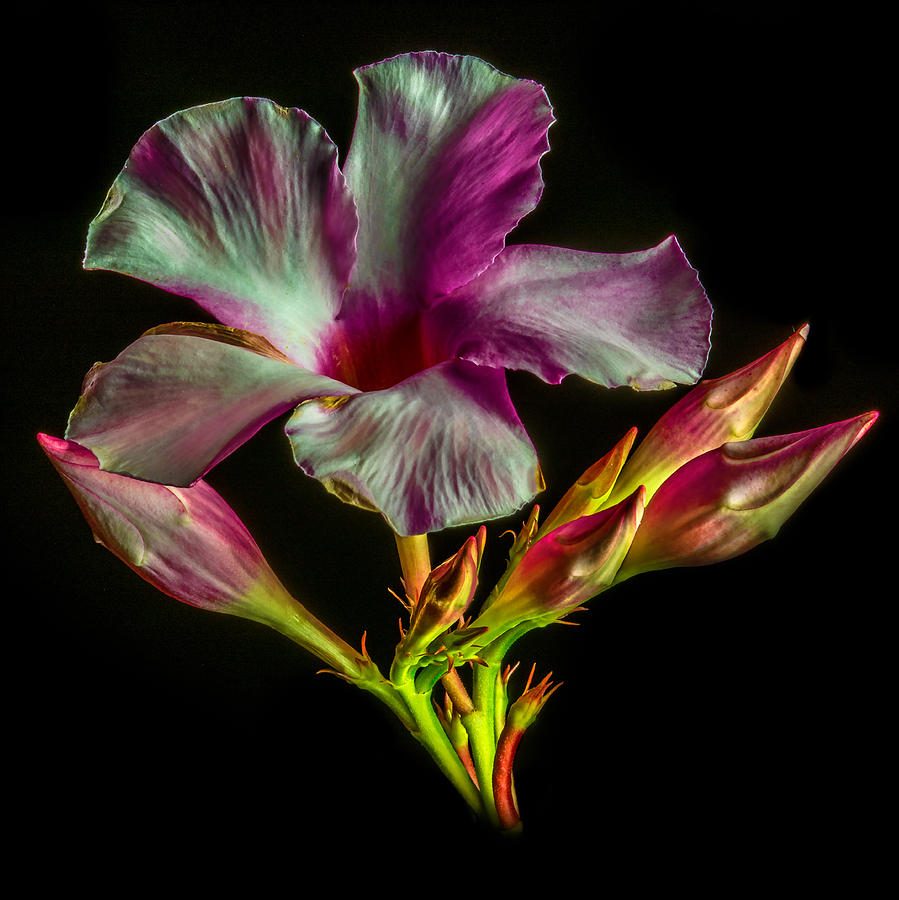 Hibiscus Buds Photograph by Paul Freidlund