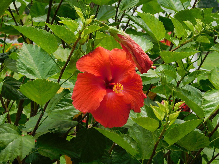 Hibiscus Photograph by Catherine Gagne