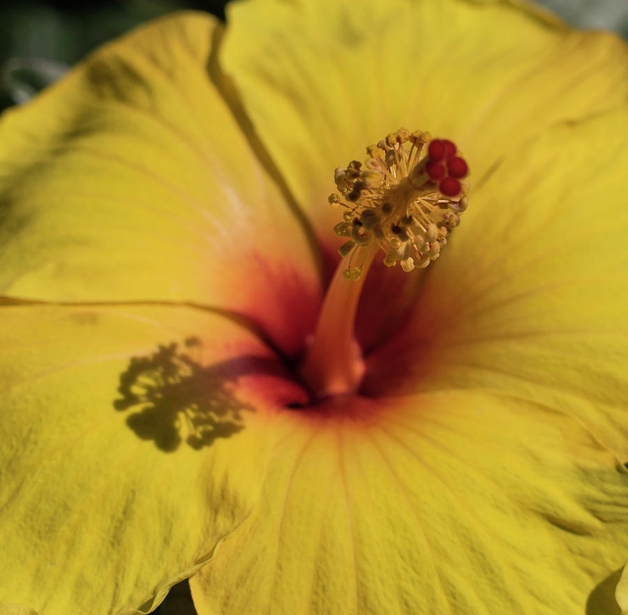 Hibiscus Photograph by Cathy Donohoue