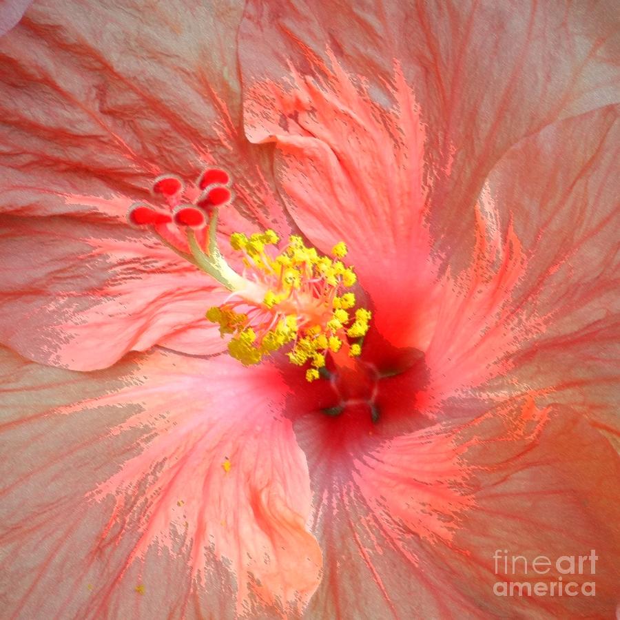 Hibiscus Central Photograph by Barbie Corbett-Newmin