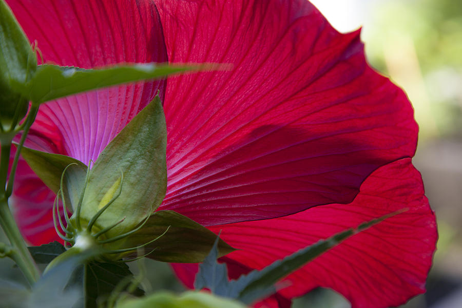 Hibiscus Photograph by Charles Harden