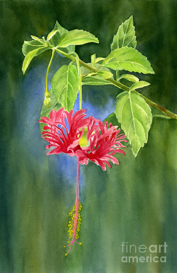 Flowers Still Life Painting - Hibiscus Chinese Red Lantern with Background by Sharon Freeman