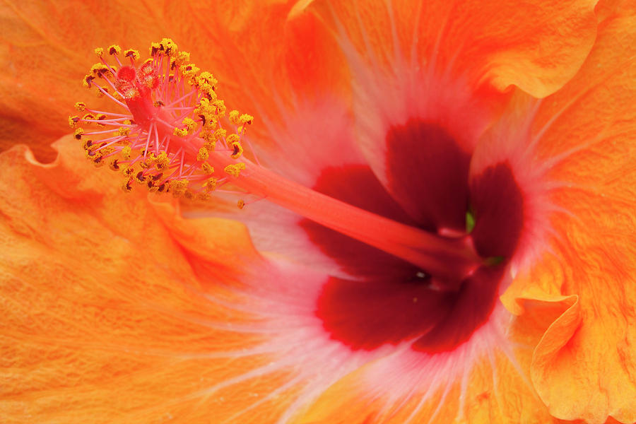 Nature Photograph - Hibiscus Close-up by Andrew Soundarajan