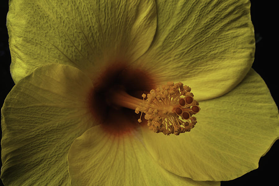 Flower Photograph - Hibiscus Close Up by Garry Gay