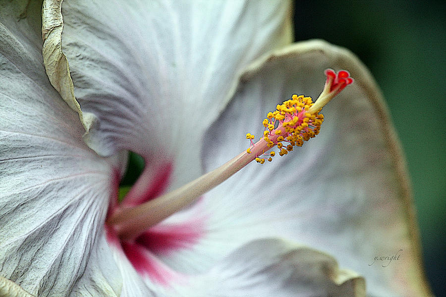 Hibiscus Close Up Photograph by Yvonne Wright
