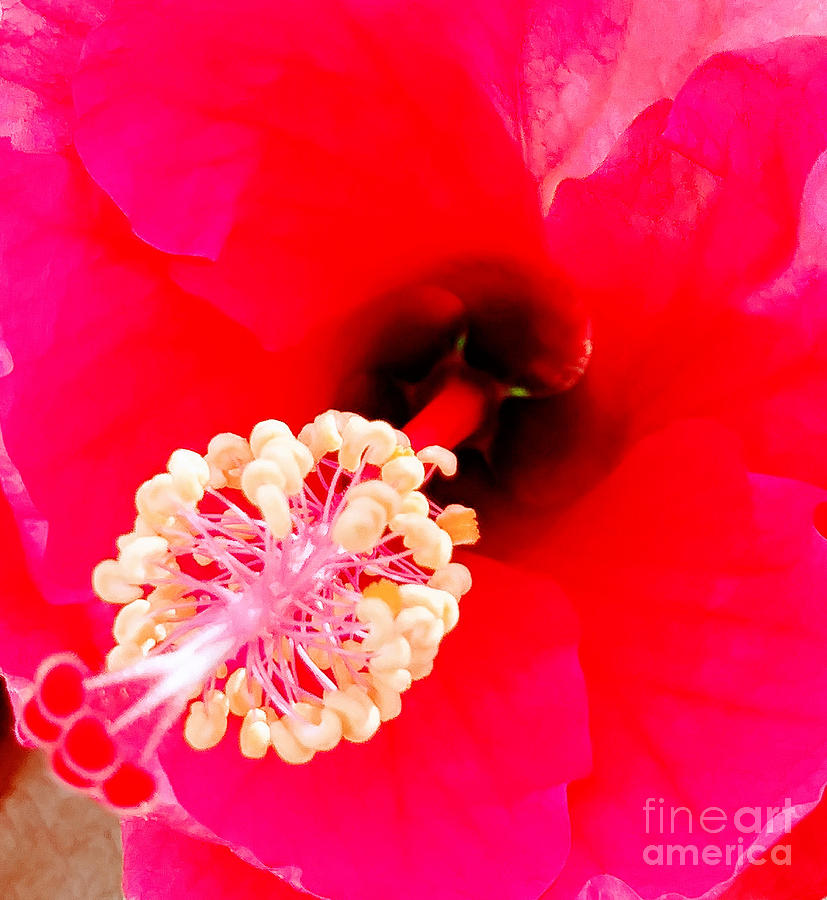 Hibiscus Closeup Photograph