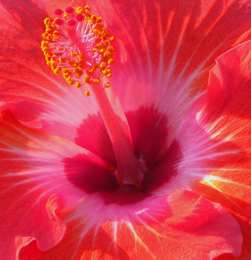 Hibiscus - Coral and Pink square Photograph by Kerri Ligatich