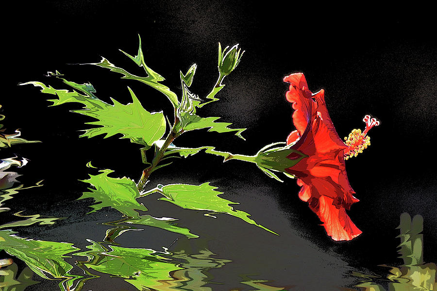 Hibiscus Dark and Light V PhotoPainting Photograph by Linda Brody