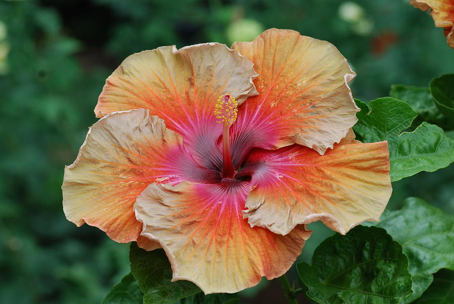 Hibiscus Photograph by Don Wright