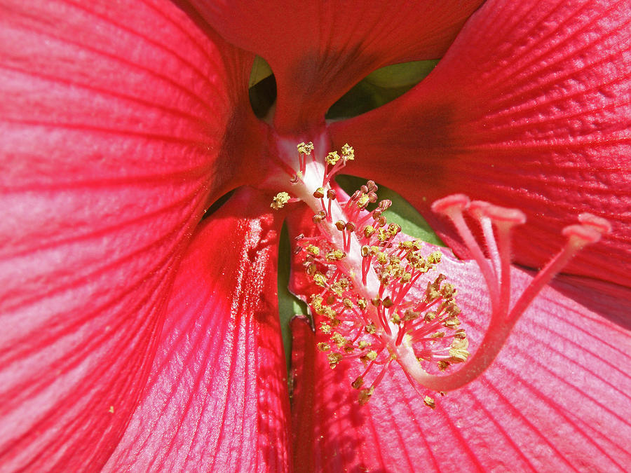 Hibiscus Photograph by Donna Shahan