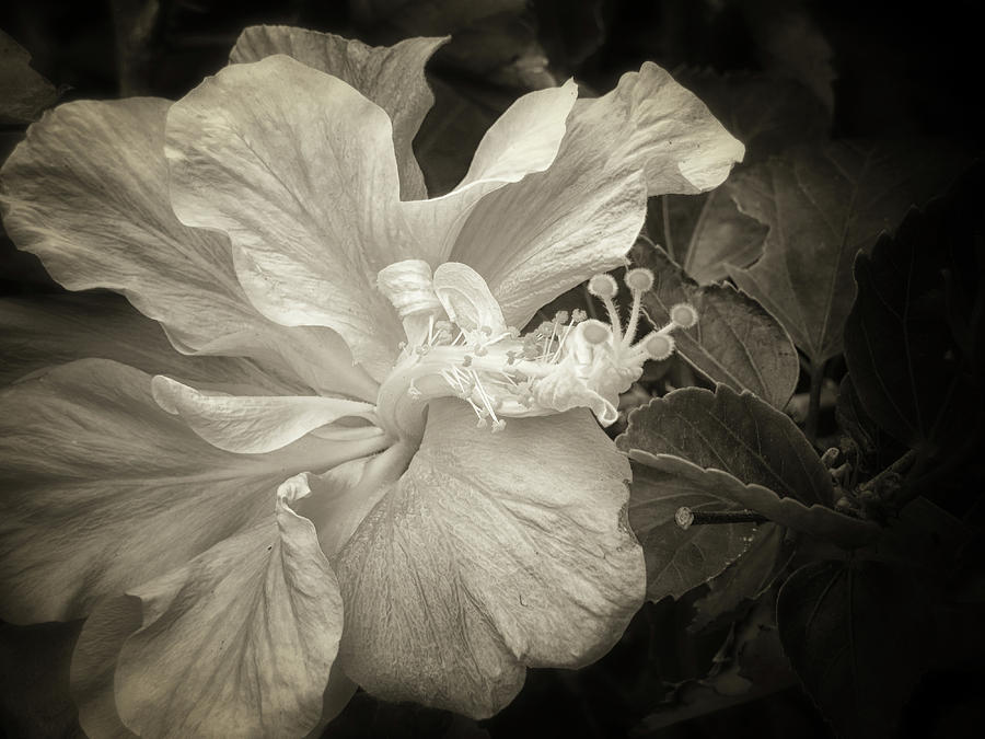 Hibiscus Dream Photograph by A H Kuusela