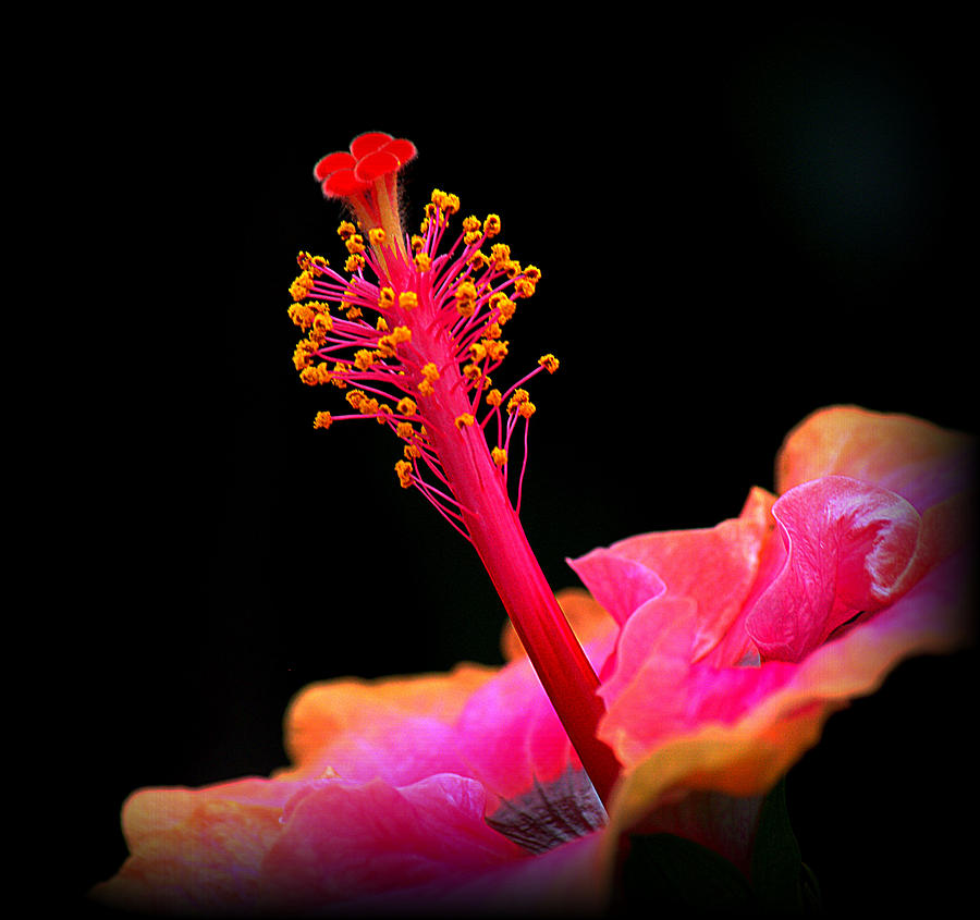 Hibiscus Dream Photograph by Lori Seaman