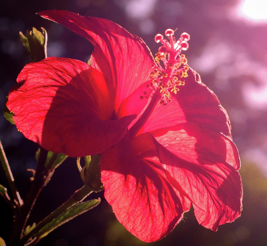 Hibiscus during sunset Photograph by AM FineArtPrints